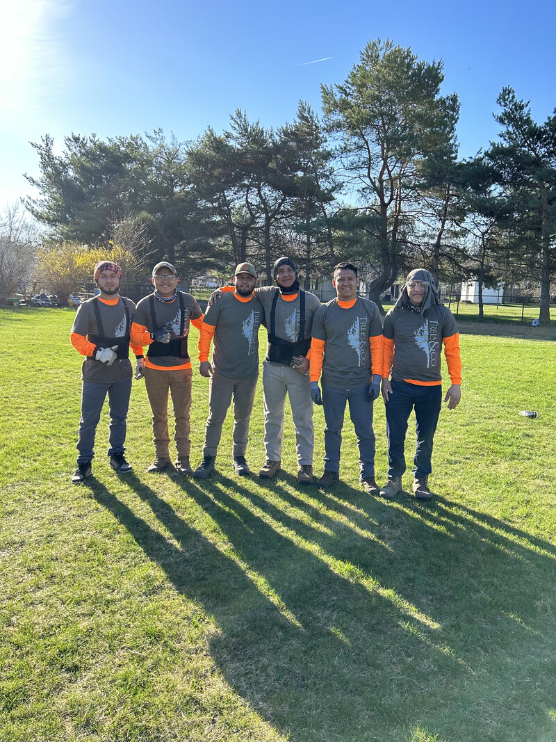 Trees and Co. crew on a Quarton Lake heritage-tree job in Birmingham