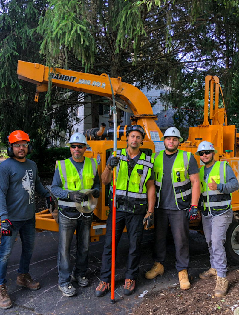 Trees and Co. crew on an Oakland University–area removal in Auburn Hills