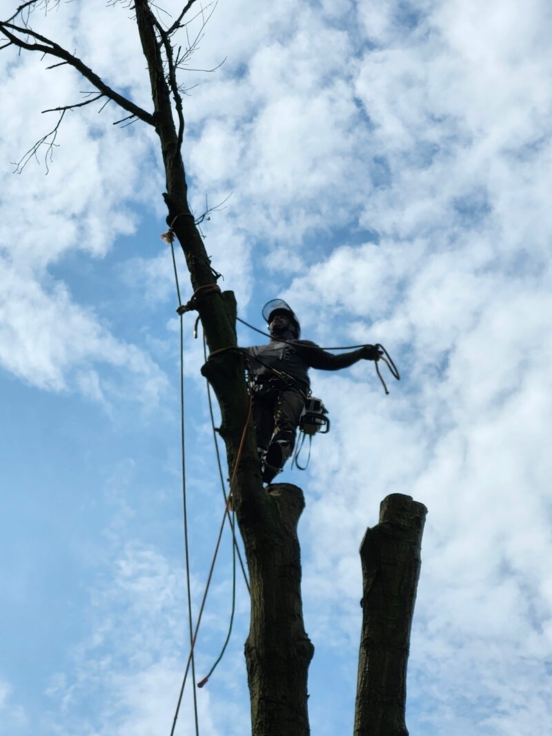 Trees and Co. climber working high in a Lake Orion hardwood