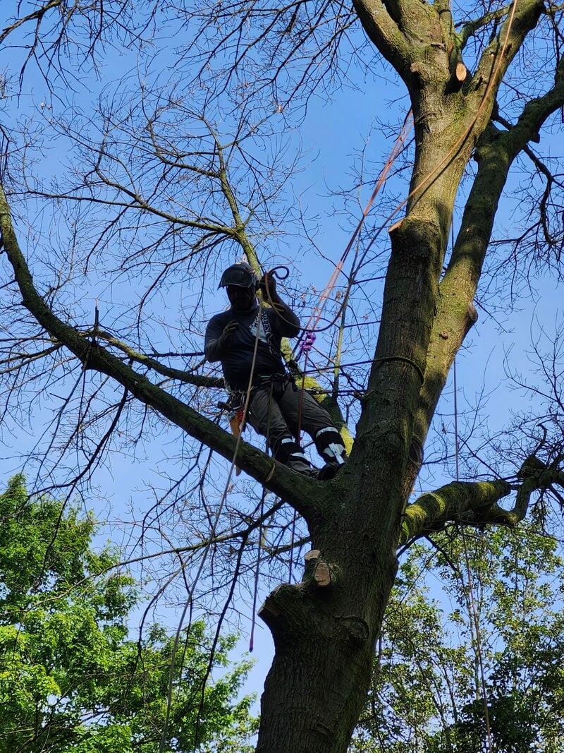 Trees and Co. climber rigging precise cuts in a Birmingham heritage hardwood