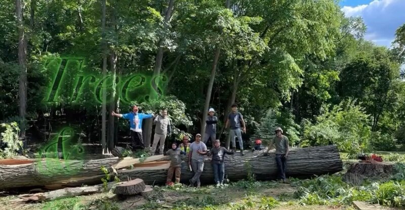 Trees and Co. crew on a large hardwood removal site, the stump ready for grinding
