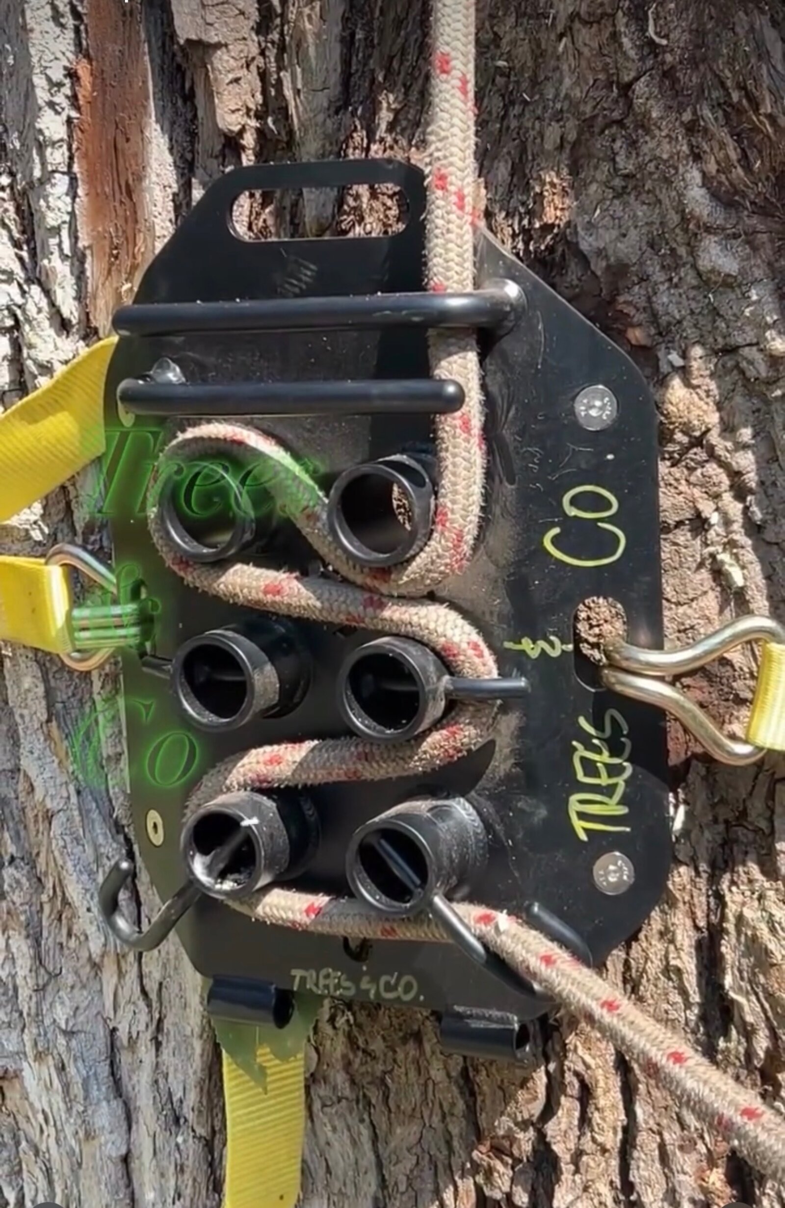 Trees and Co. equipment in action on a removal job